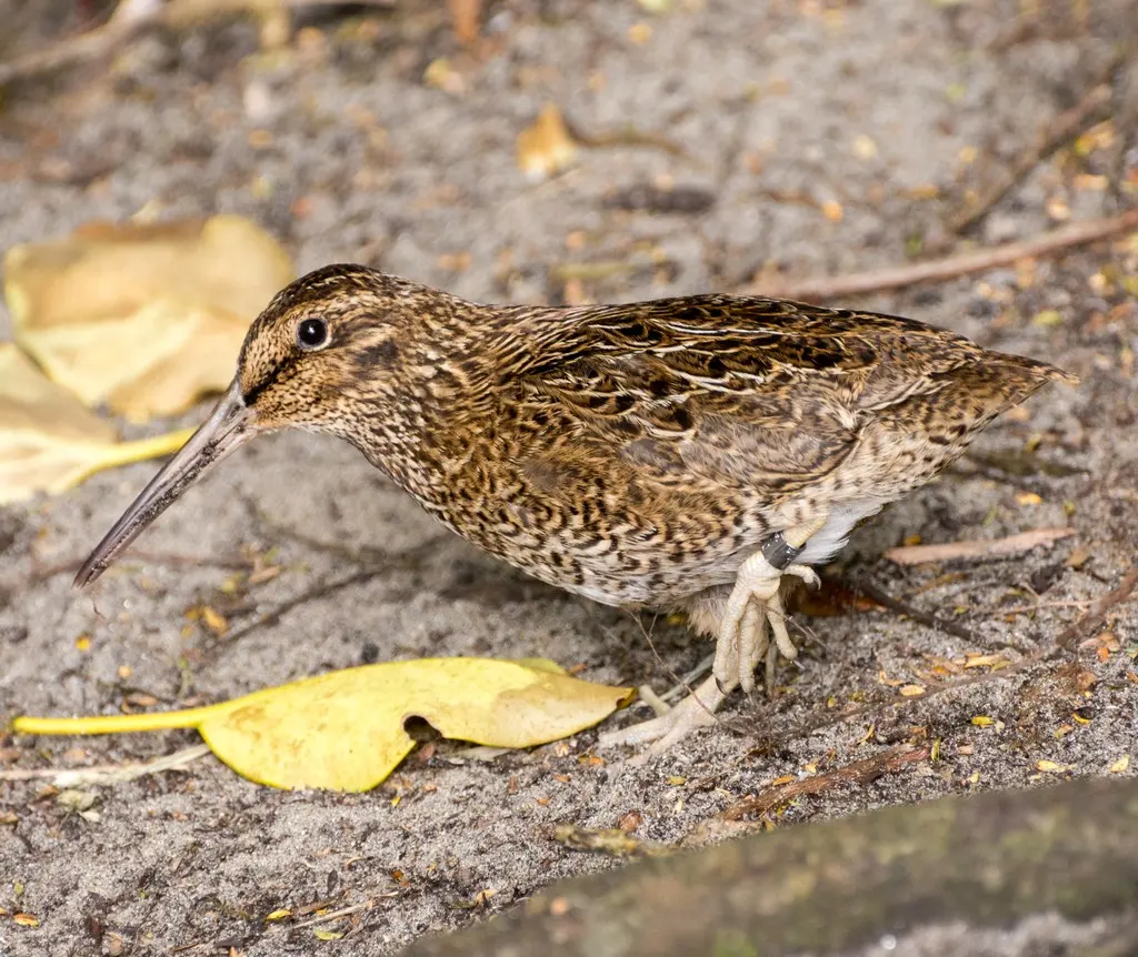 斯岛沙锥(Coenocorypha huegeli)