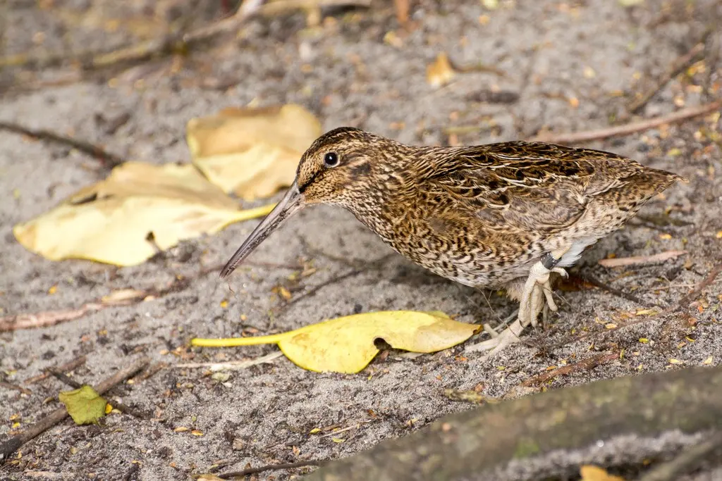 斯岛沙锥(Coenocorypha huegeli)