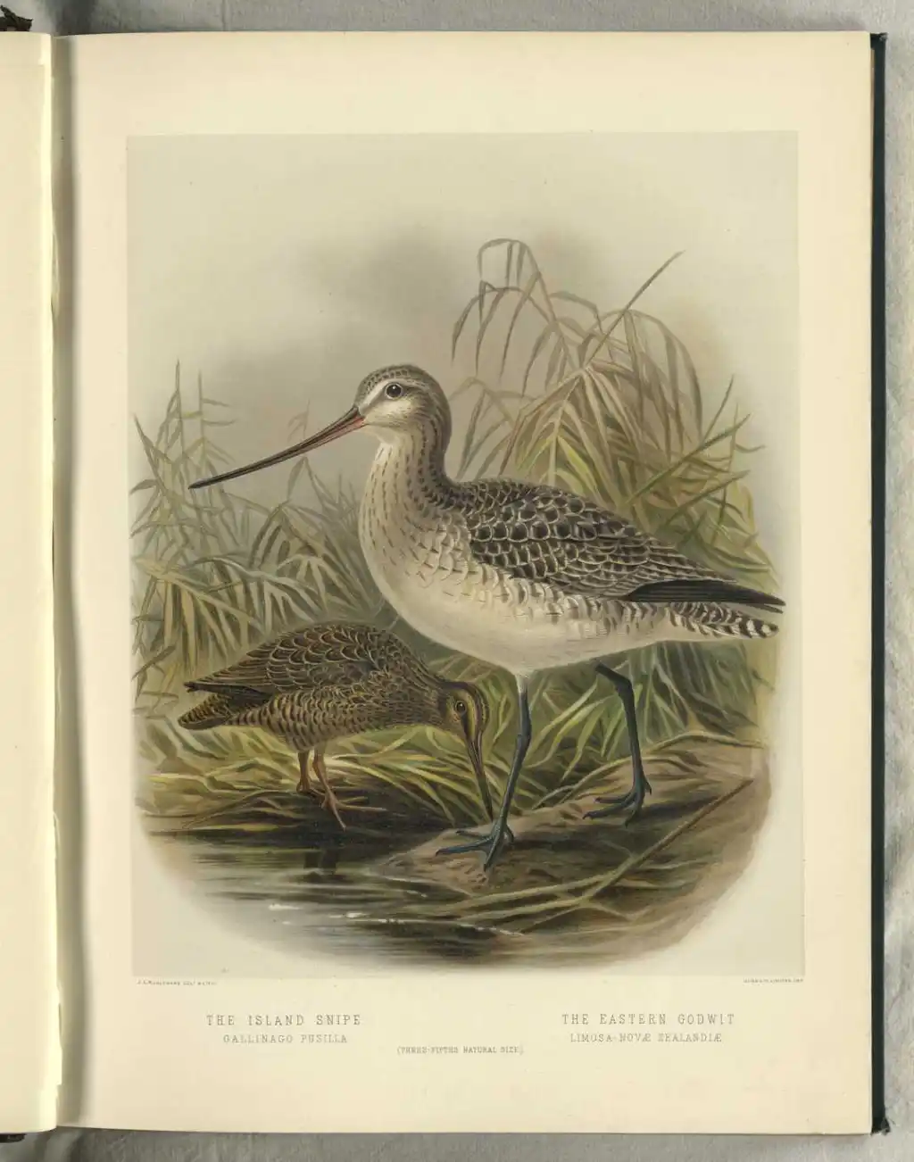 查岛沙锥(Coenocorypha pusilla)
