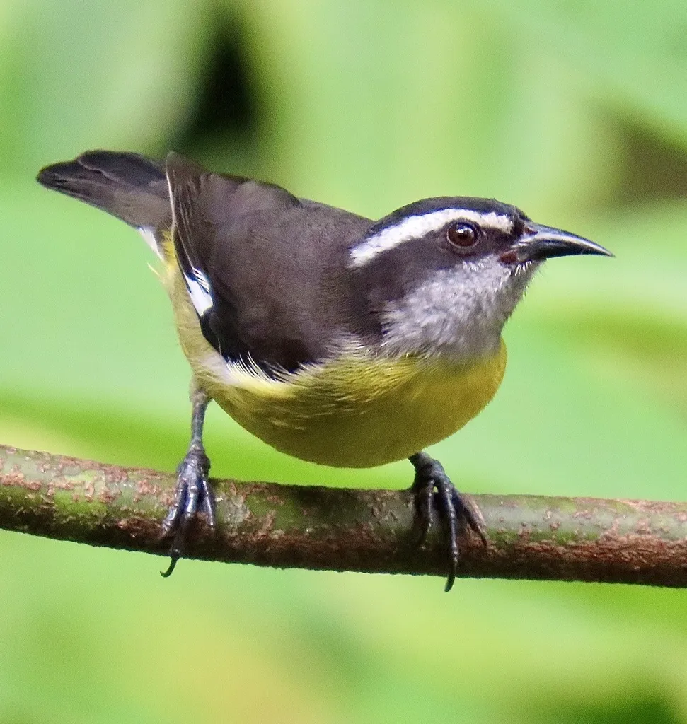 曲嘴森莺(Coereba flaveola)