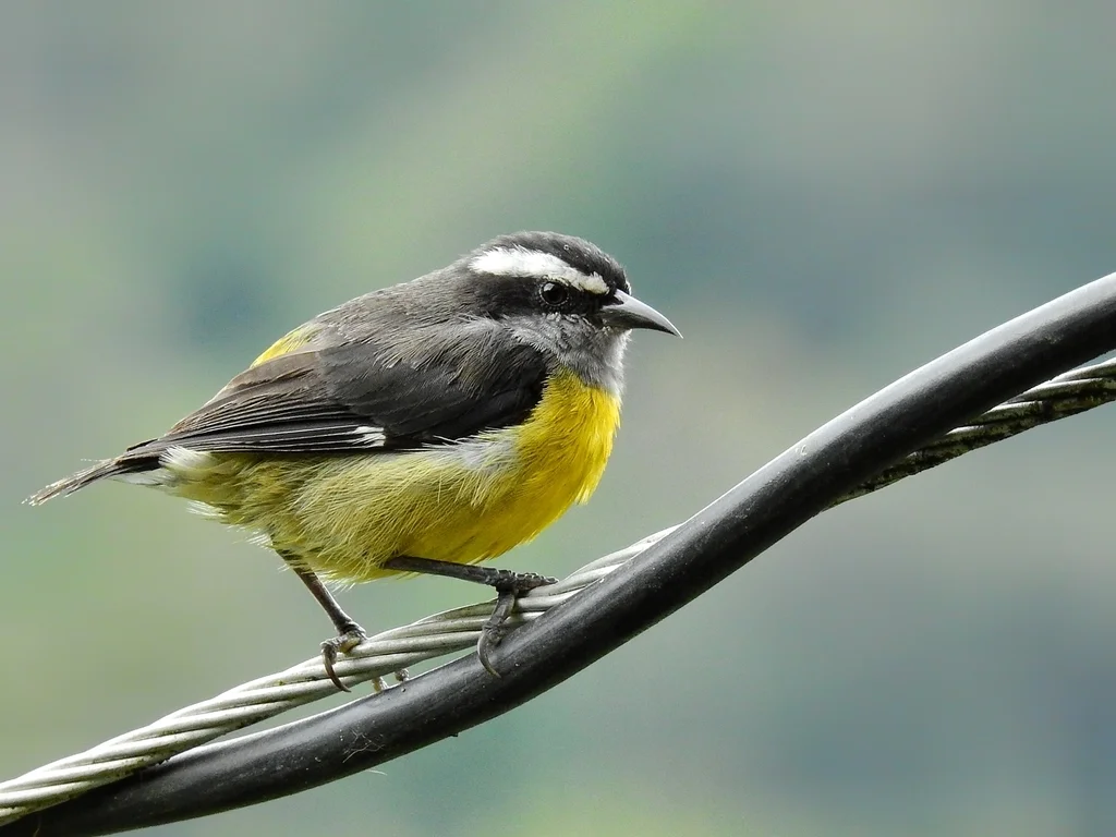 曲嘴森莺(Coereba flaveola)