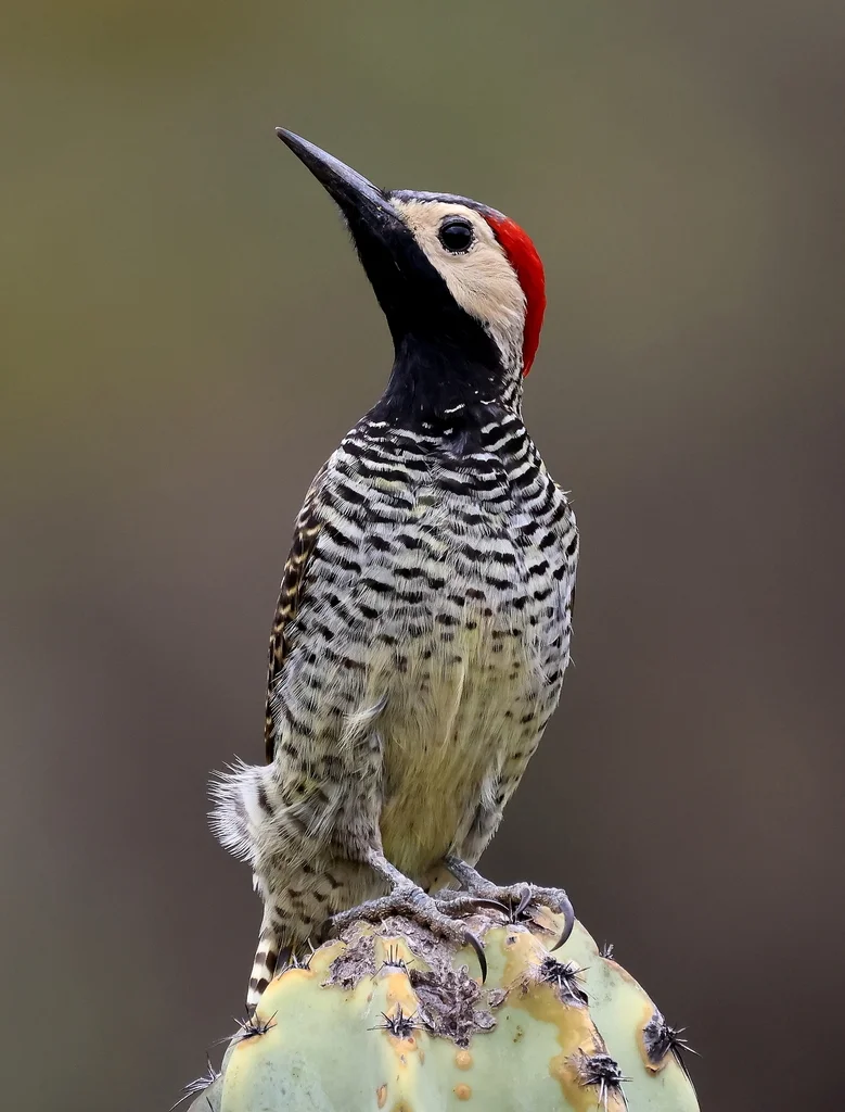 黑颈扑翅䴕(Colaptes atricollis)