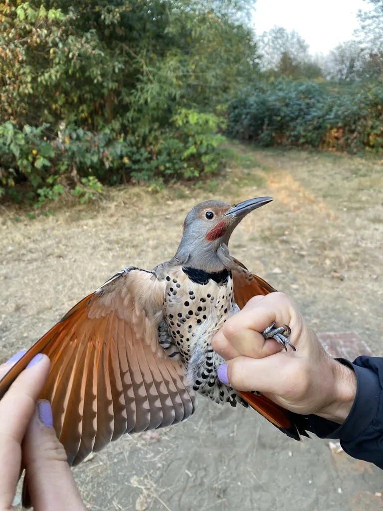 北扑翅䴕(Colaptes auratus)