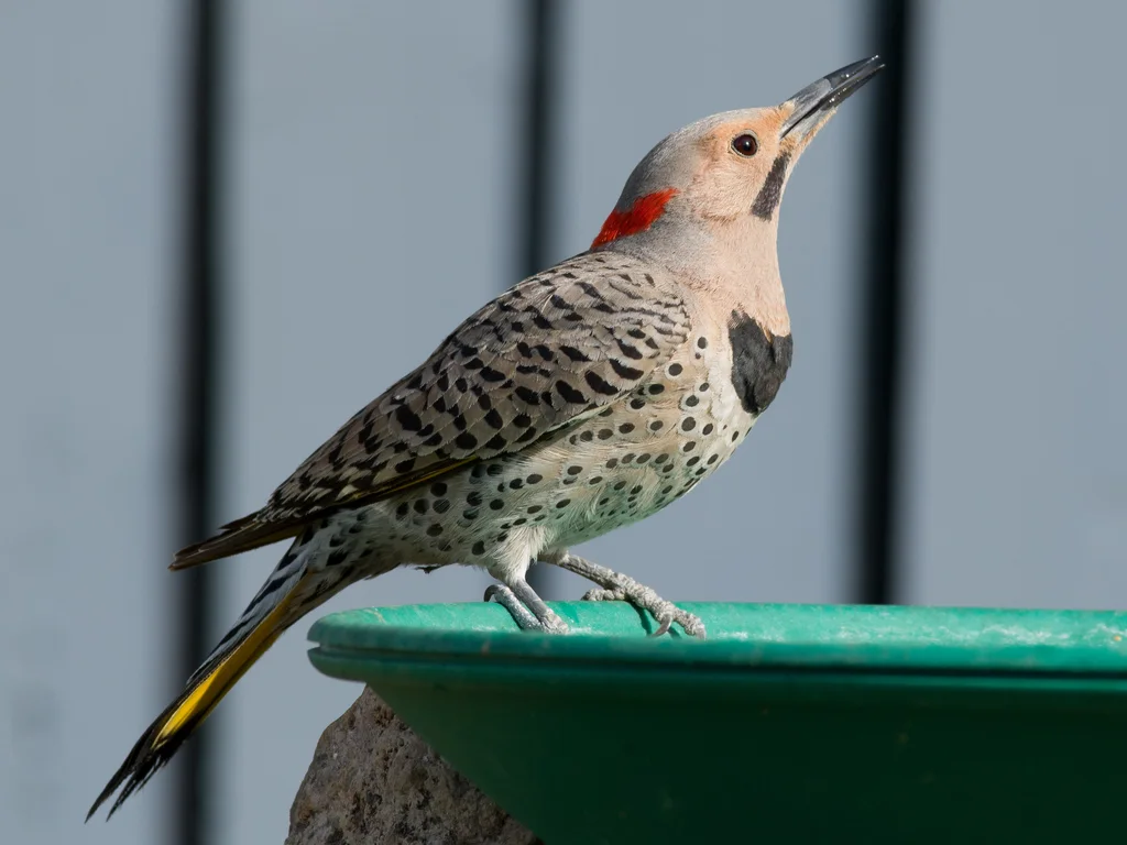 北扑翅䴕(Colaptes auratus)