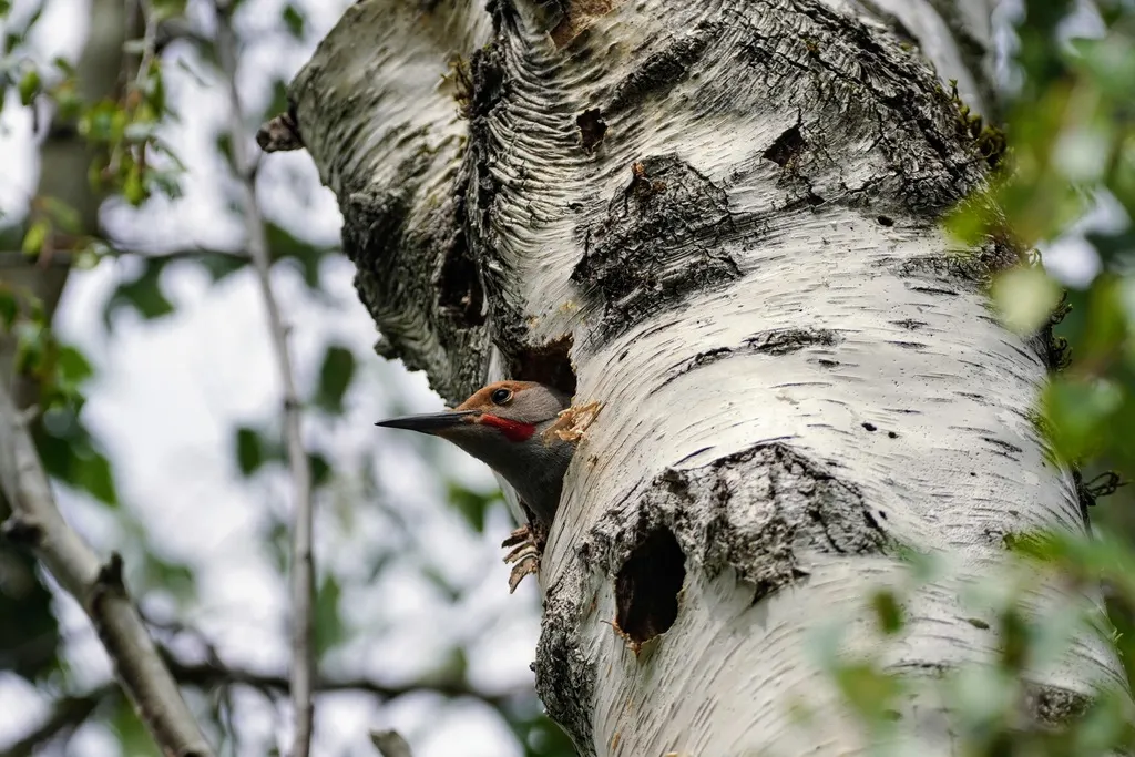 北扑翅䴕(Colaptes auratus)