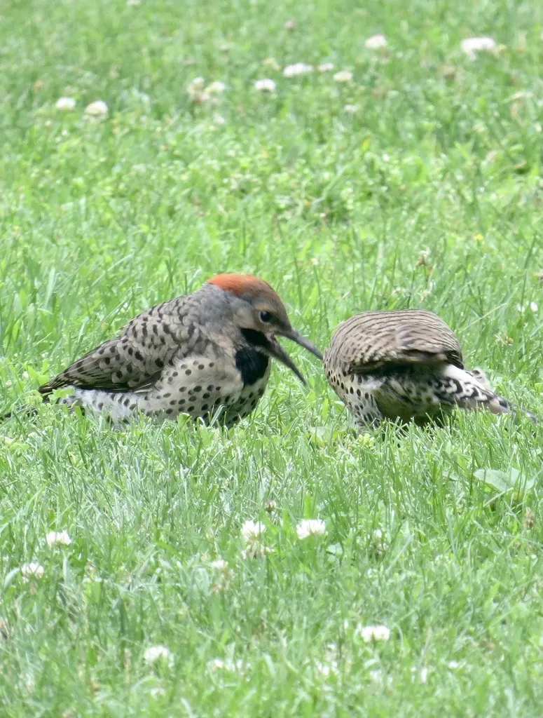 北扑翅䴕(Colaptes auratus)