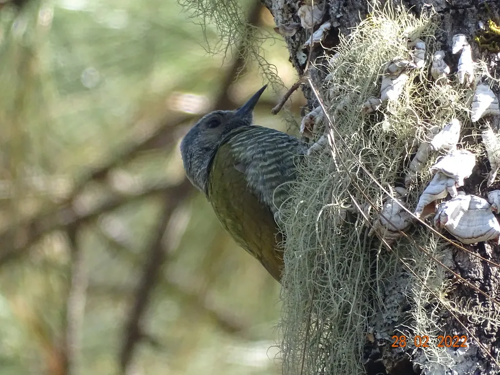 灰顶啄木鸟(Colaptes auricularis)