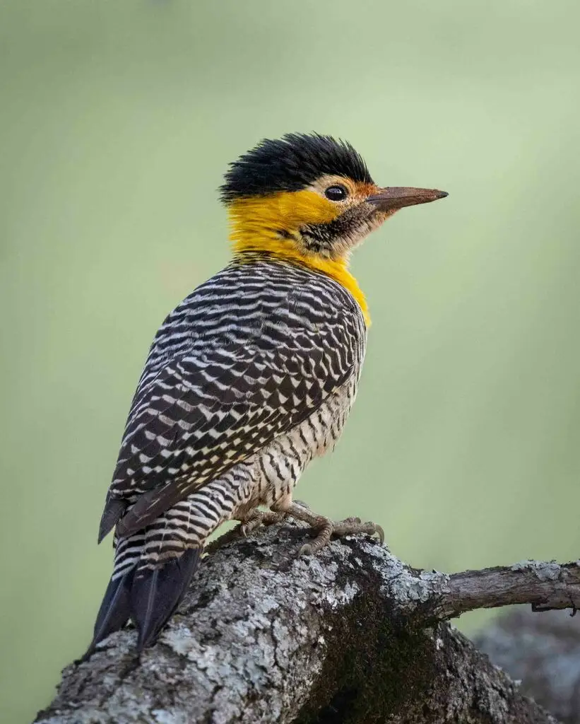 草原扑翅䴕(Colaptes campestris)