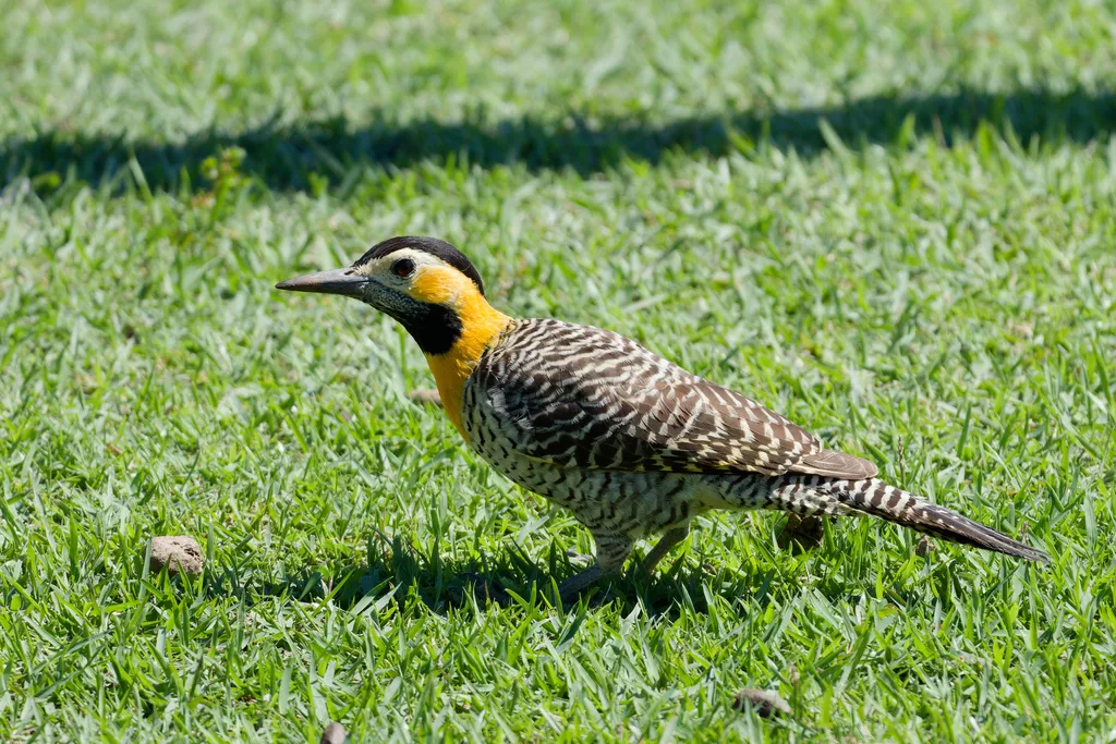 草原扑翅䴕(Colaptes campestris)