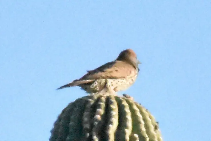 黄扑翅䴕(Colaptes chrysoides)
