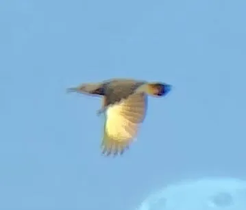 黄扑翅䴕(Colaptes chrysoides)