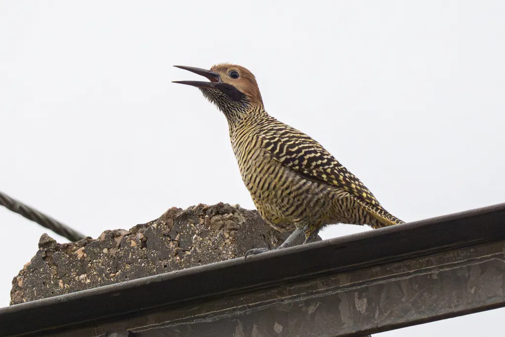 古巴扑翅䴕(Colaptes fernandinae)