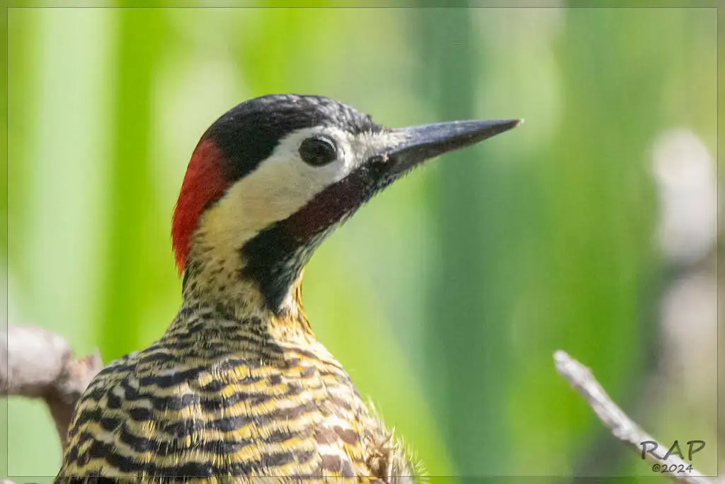 绿斑扑翅䴕(Colaptes melanochloros)