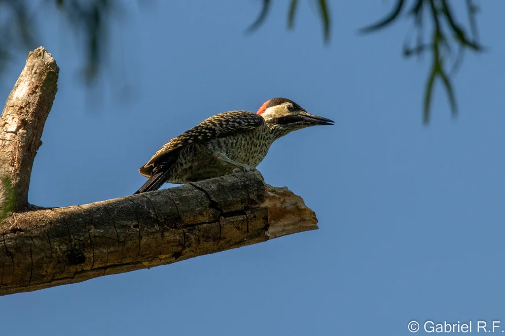 绿斑扑翅䴕(Colaptes melanochloros)