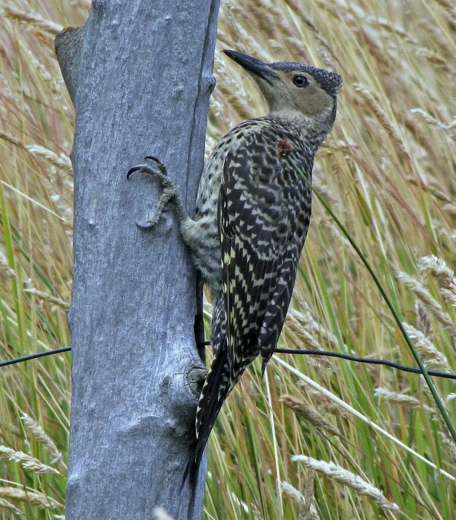 智利扑翅䴕(Colaptes pitius)