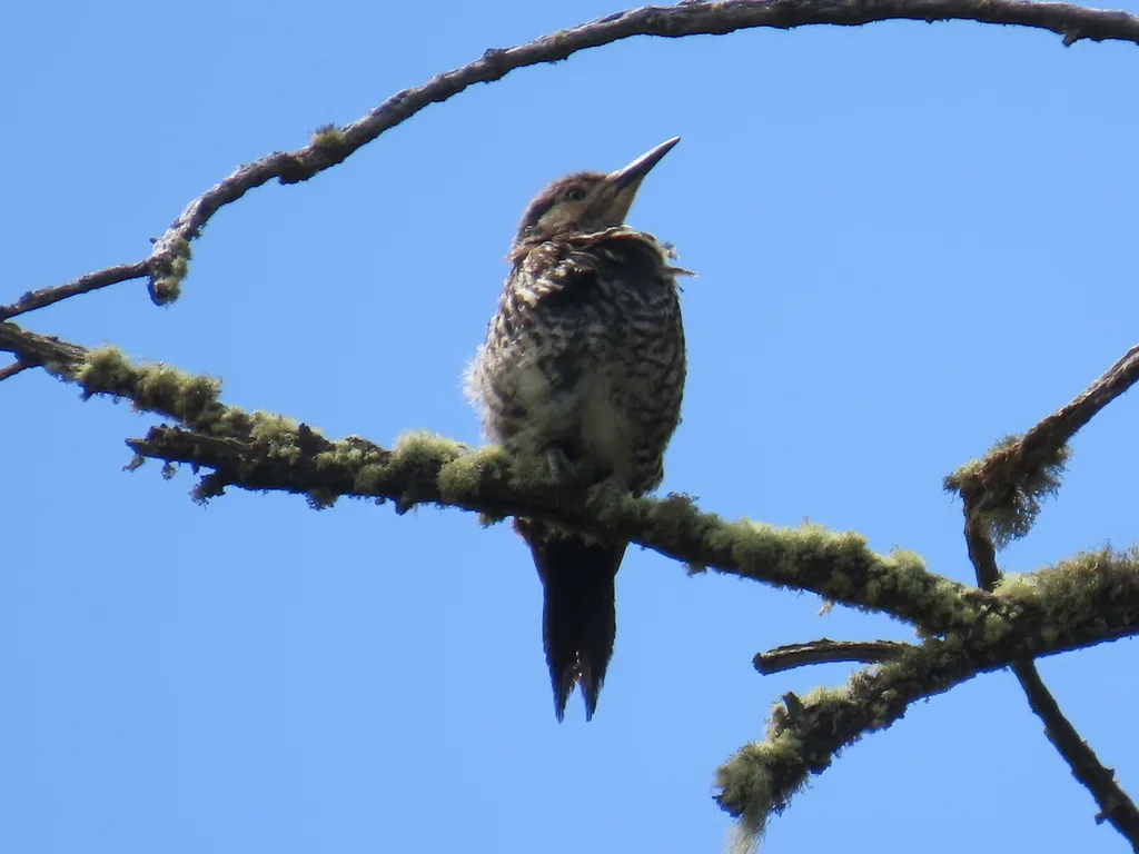 智利扑翅䴕(Colaptes pitius)