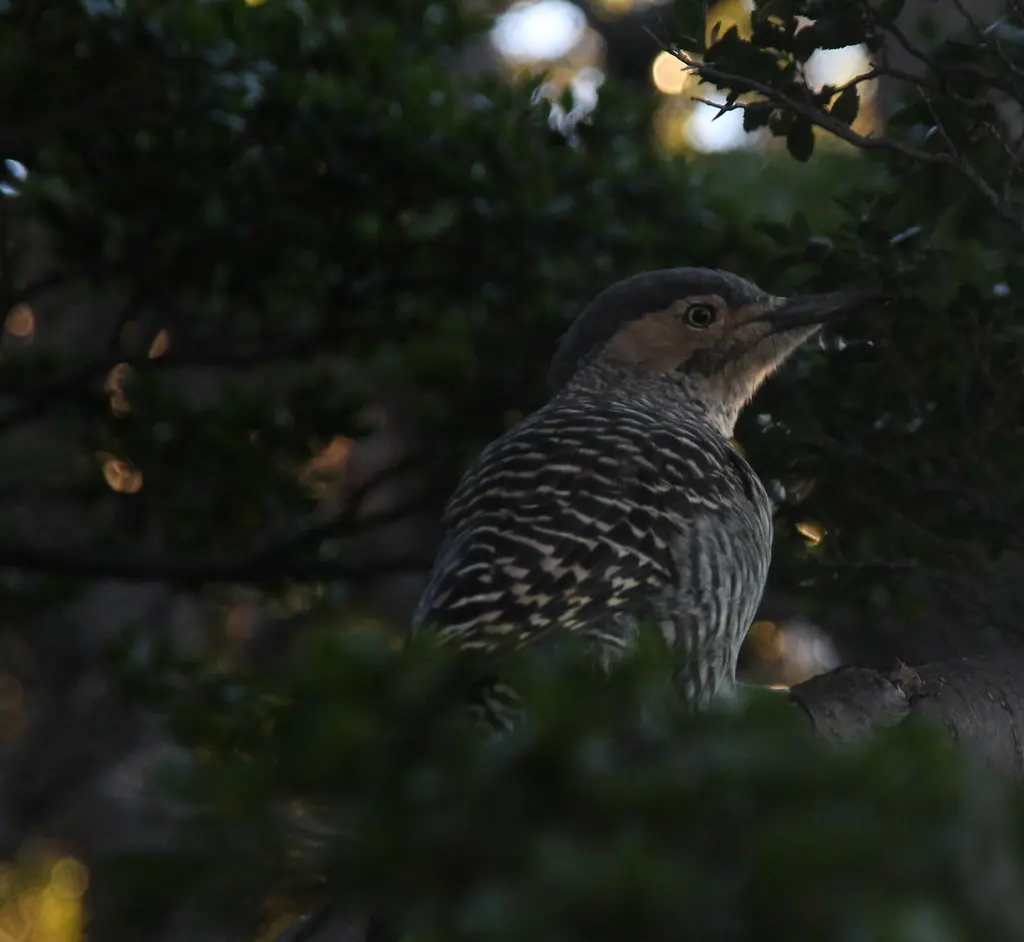 智利扑翅䴕(Colaptes pitius)