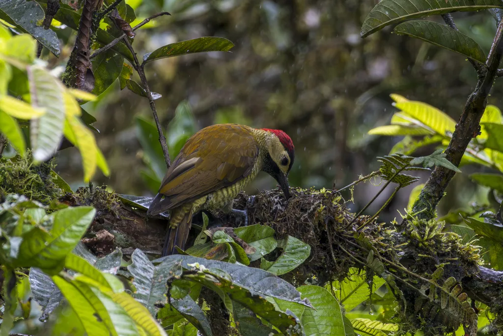 高原啄木鸟(Colaptes rubiginosus)