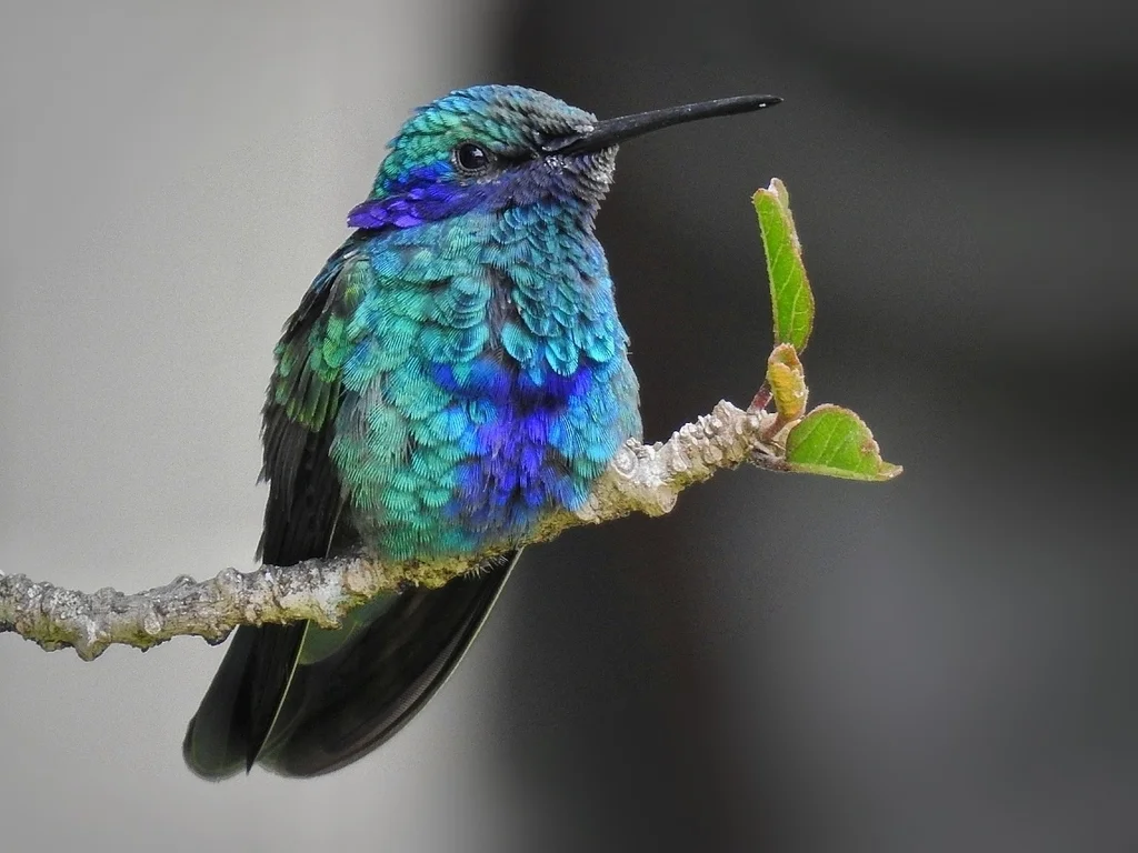 辉紫耳蜂鸟(Colibri coruscans)