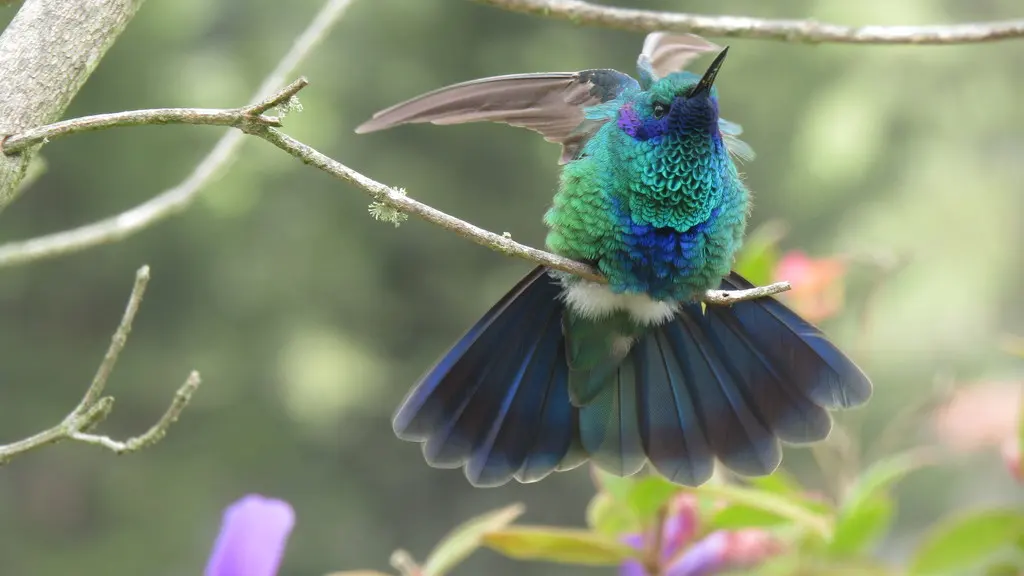 辉紫耳蜂鸟(Colibri coruscans)