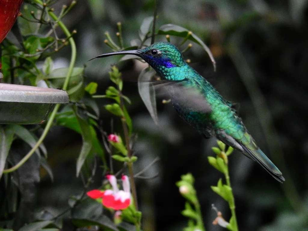 辉紫耳蜂鸟(Colibri coruscans)
