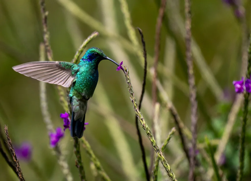 小紫耳蜂鸟(Colibri cyanotus)