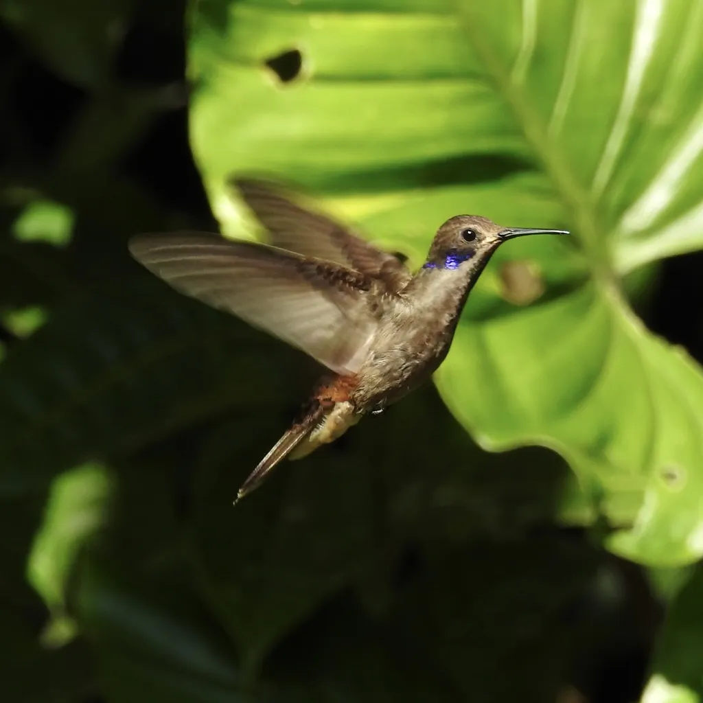 褐紫耳蜂鸟(Colibri delphinae)