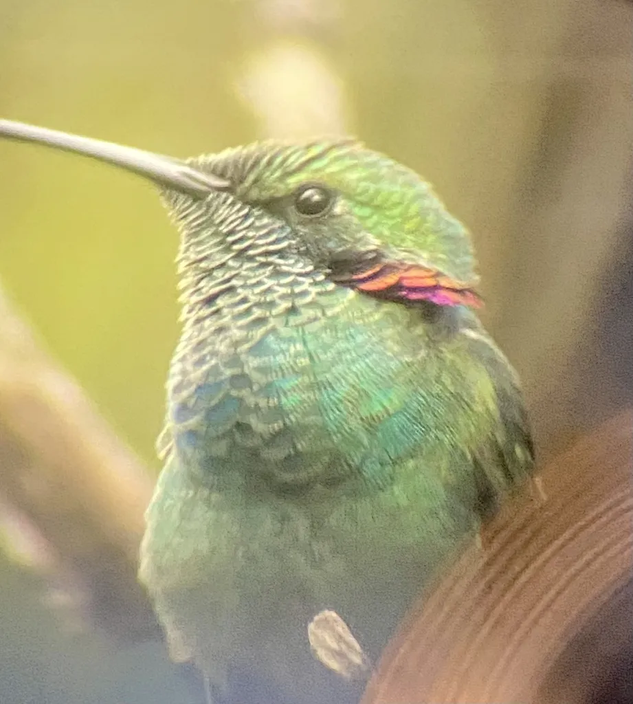 白腹紫耳蜂鸟(Colibri serrirostris)