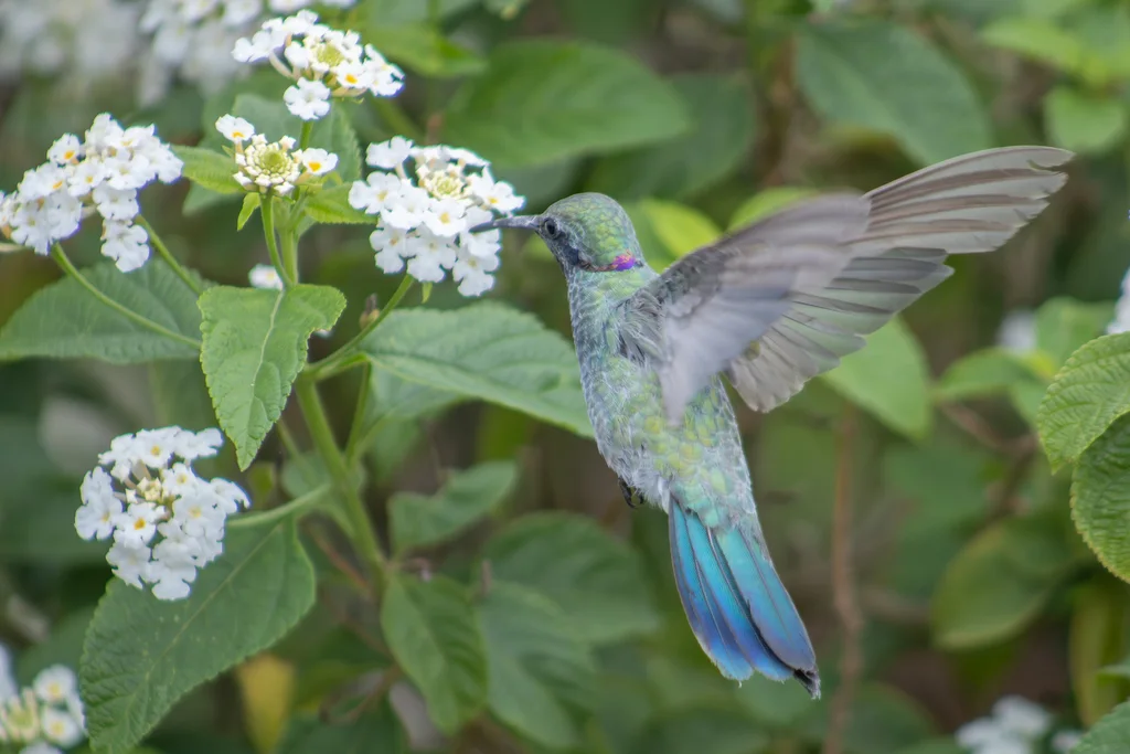 白腹紫耳蜂鸟(Colibri serrirostris)