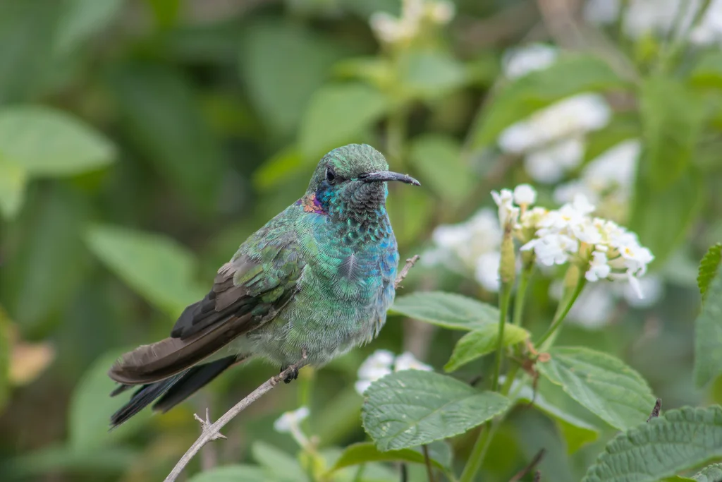 白腹紫耳蜂鸟(Colibri serrirostris)