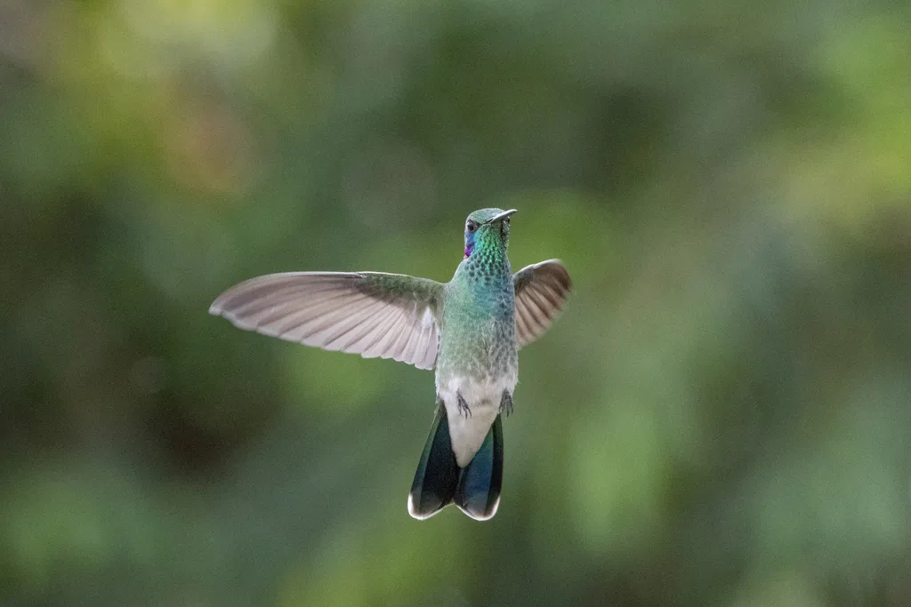 白腹紫耳蜂鸟(Colibri serrirostris)