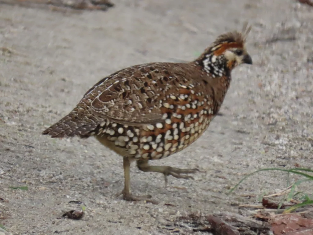 冠齿鹑(Colinus cristatus)