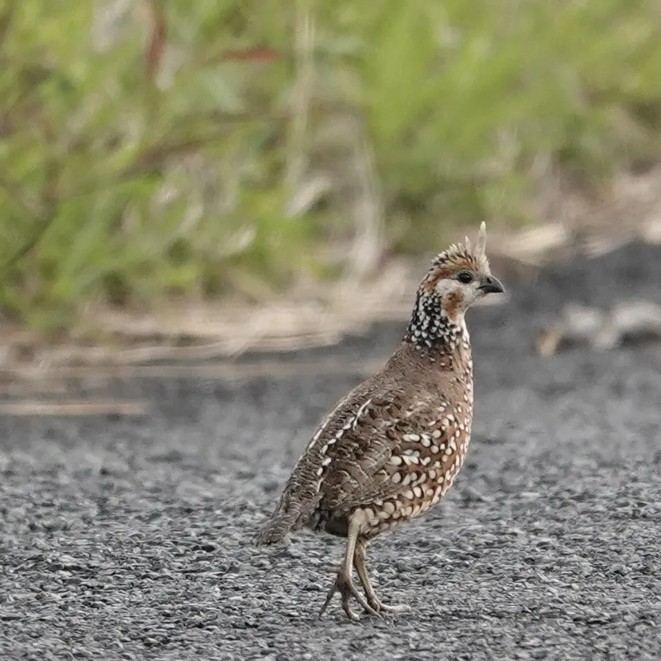 冠齿鹑(Colinus cristatus)