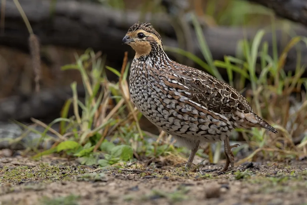 山齿鹑(Colinus virginianus)
