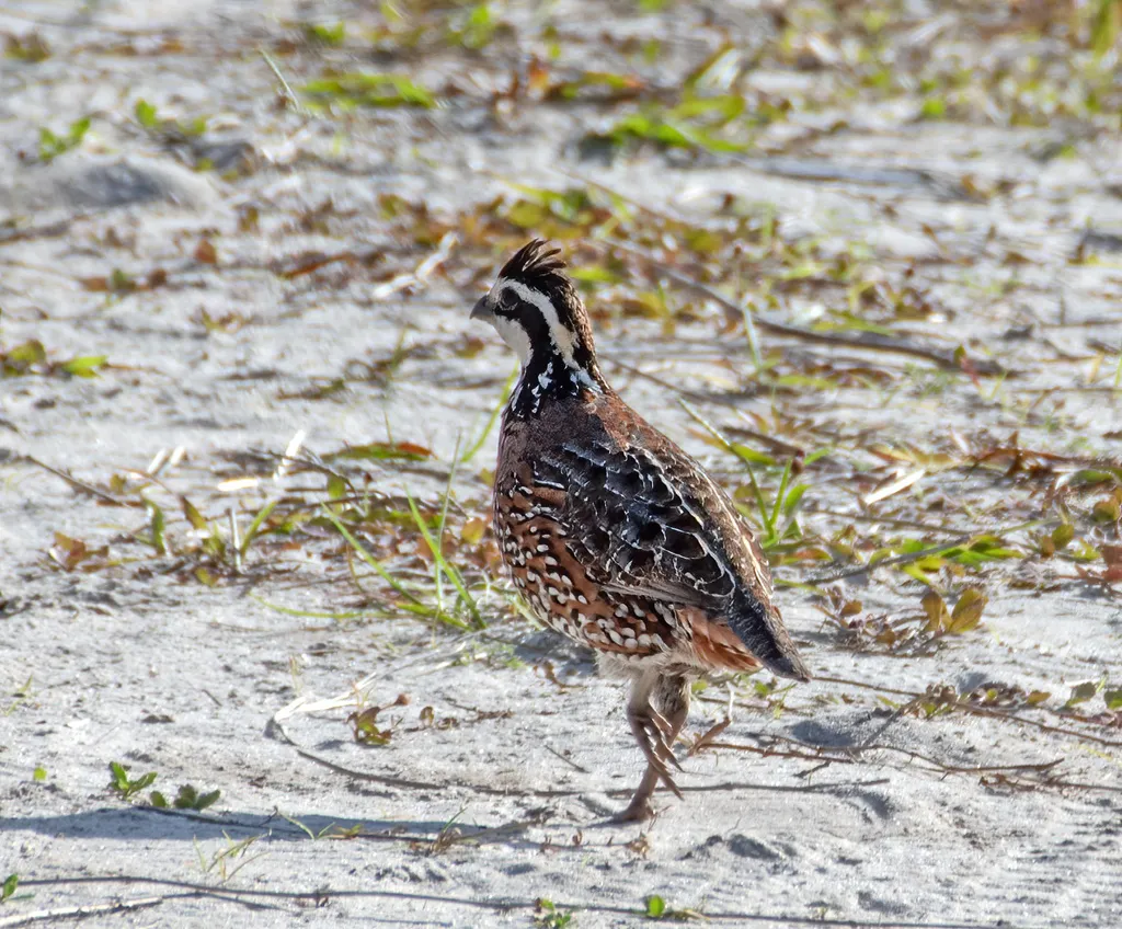 山齿鹑(Colinus virginianus)