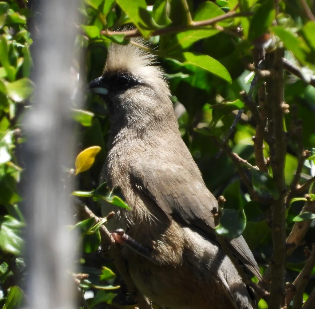 斑鼠鸟(Colius striatus)