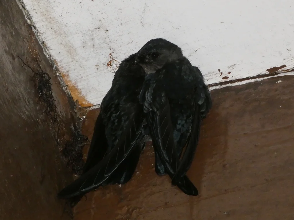 毛趾金丝燕(Collocalia affinis)