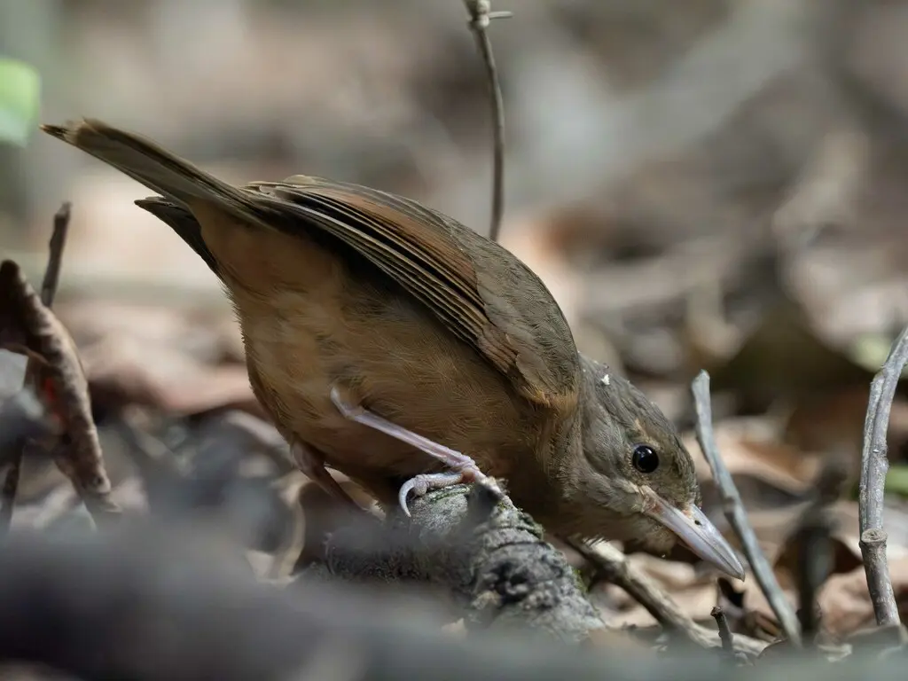 棕鵙鹟(Colluricincla megarhyncha)