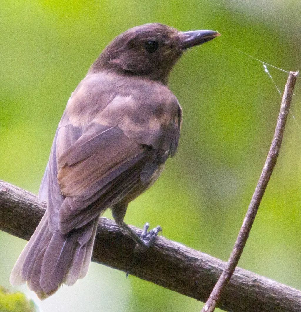 乌鵙鹟(Colluricincla tenebrosa)