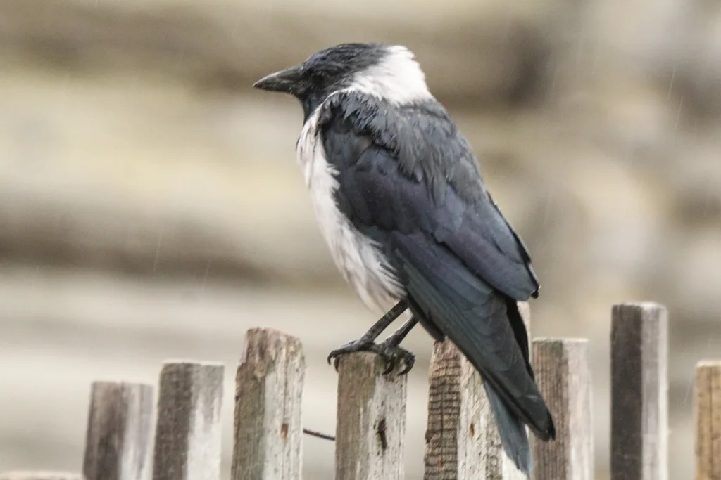 达乌里寒鸦（Coloeus dauuricus）