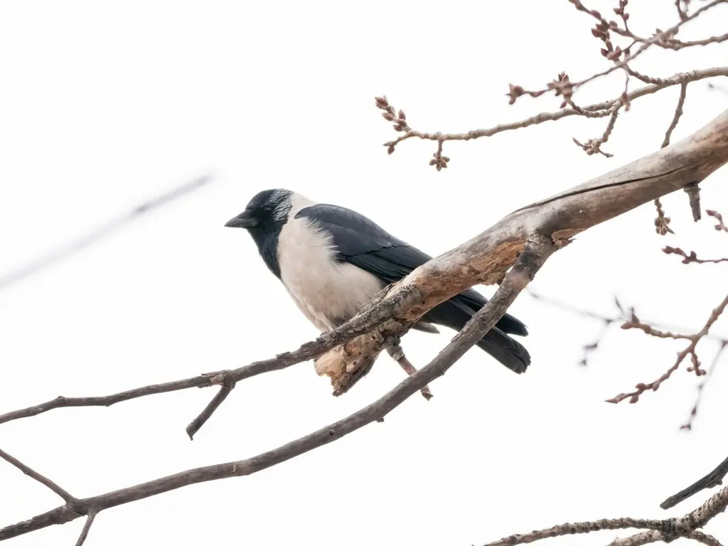 达乌里寒鸦（Coloeus dauuricus）