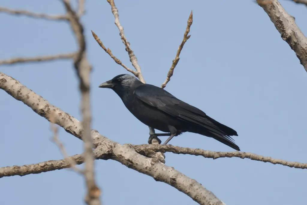 达乌里寒鸦（Coloeus dauuricus）