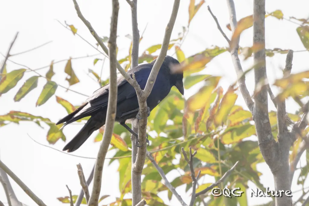 达乌里寒鸦（Coloeus dauuricus）