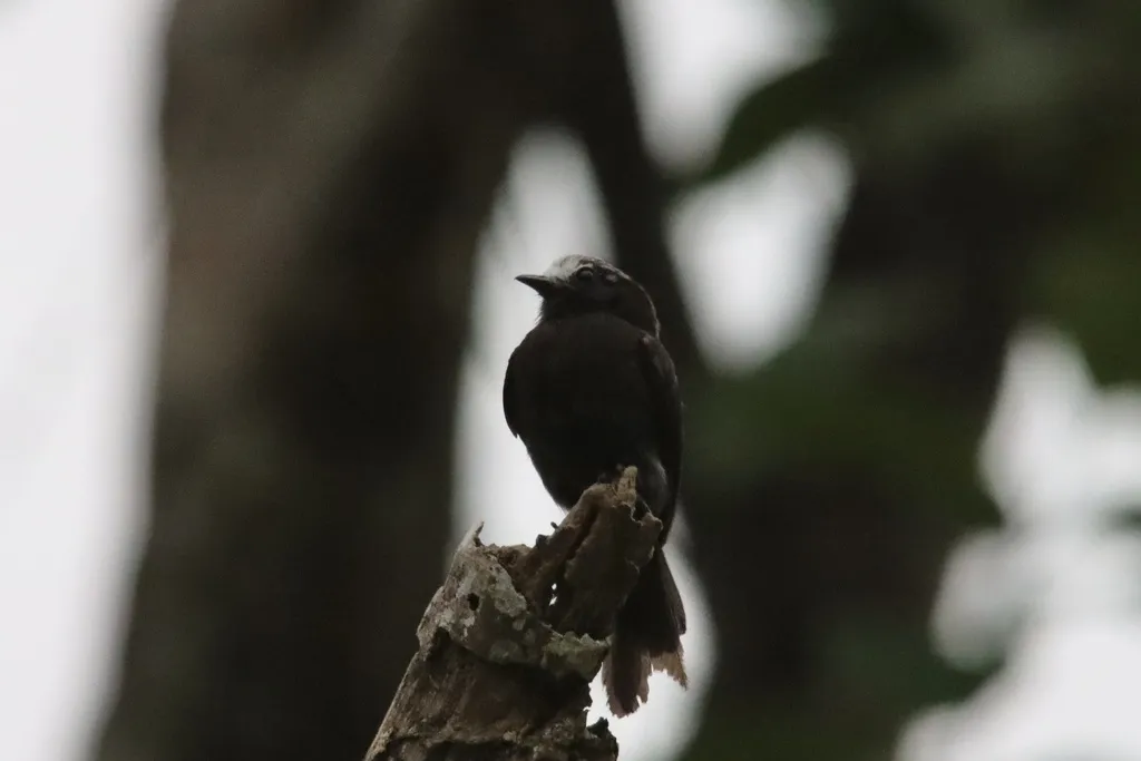 长尾霸鹟(Colonia colonus)