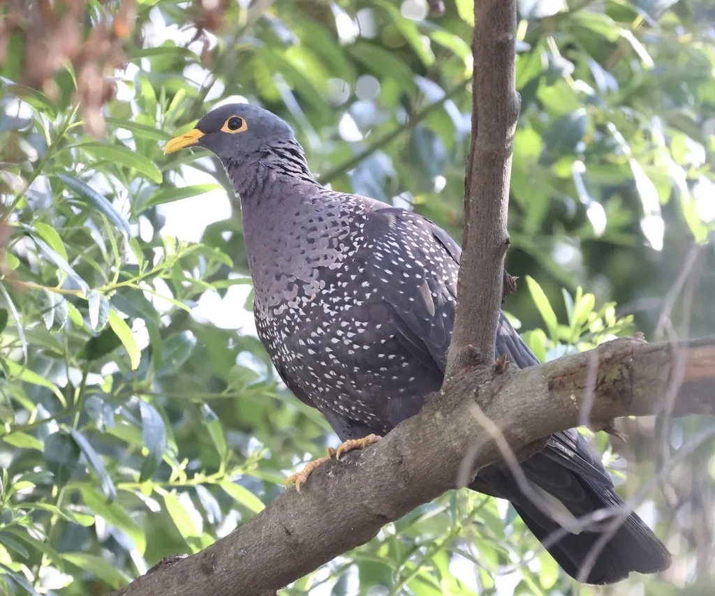 黄眼鸽(Columba arquatrix)