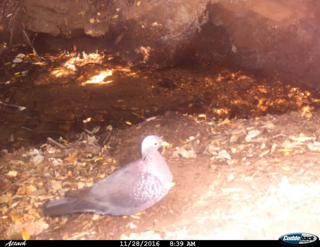 黄眼鸽(Columba arquatrix)