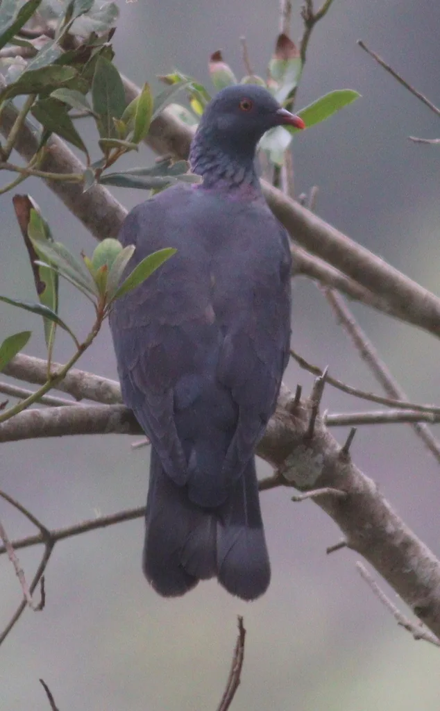 波氏鸽(Columba bollii)