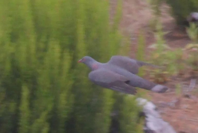 波氏鸽(Columba bollii)