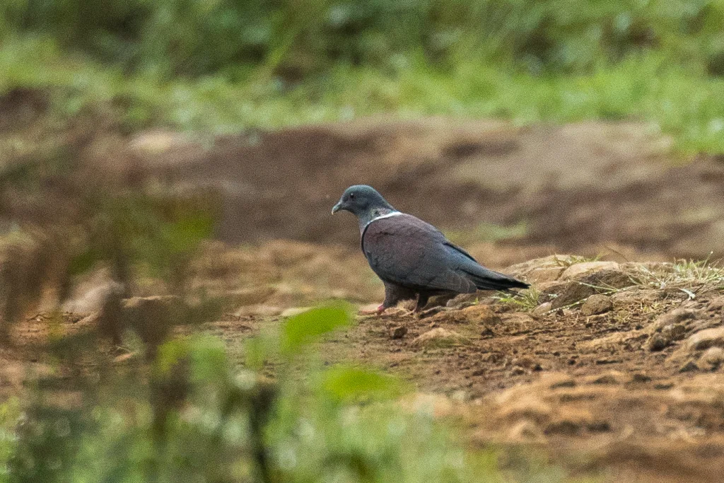 德氏鸽(Columba delegorguei)