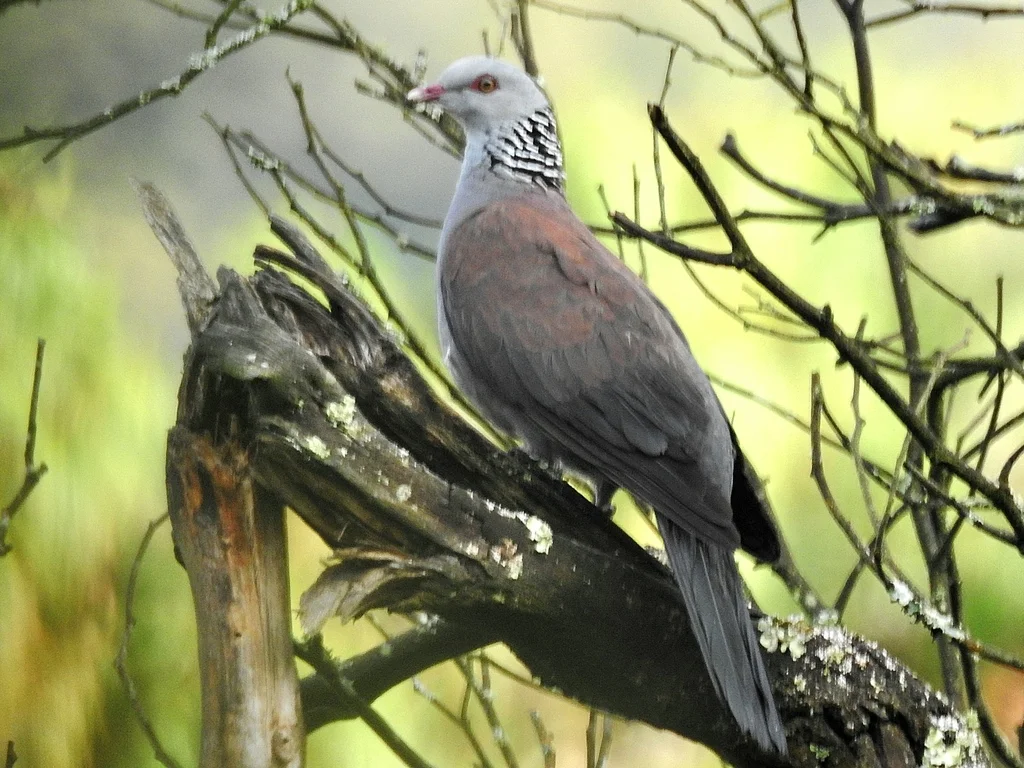 灰头林鸽(Columba elphinstonii)